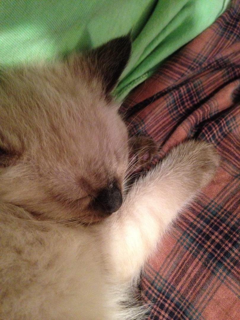 Yes, BooBoo likes me best! I'm the Master!