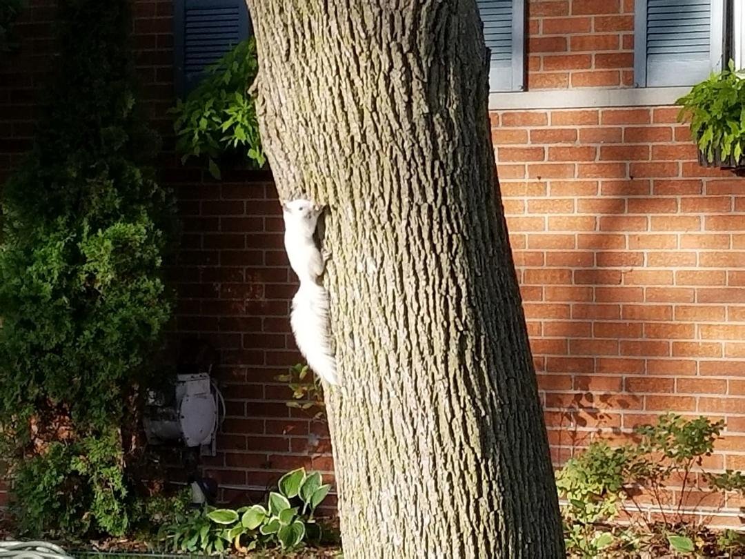 Seen this guy by the house today.