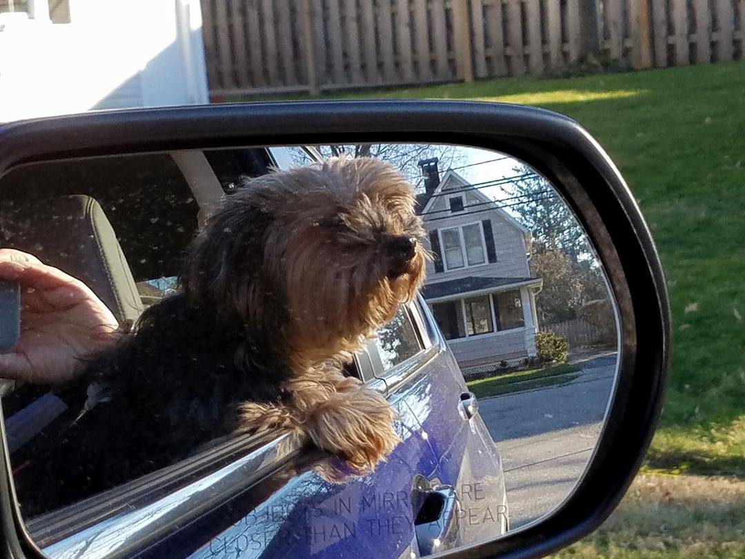 Our Yorkie, Xiao Xiao, goes for a ride.