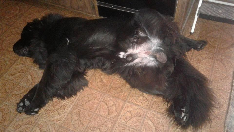 Think he's comfy?