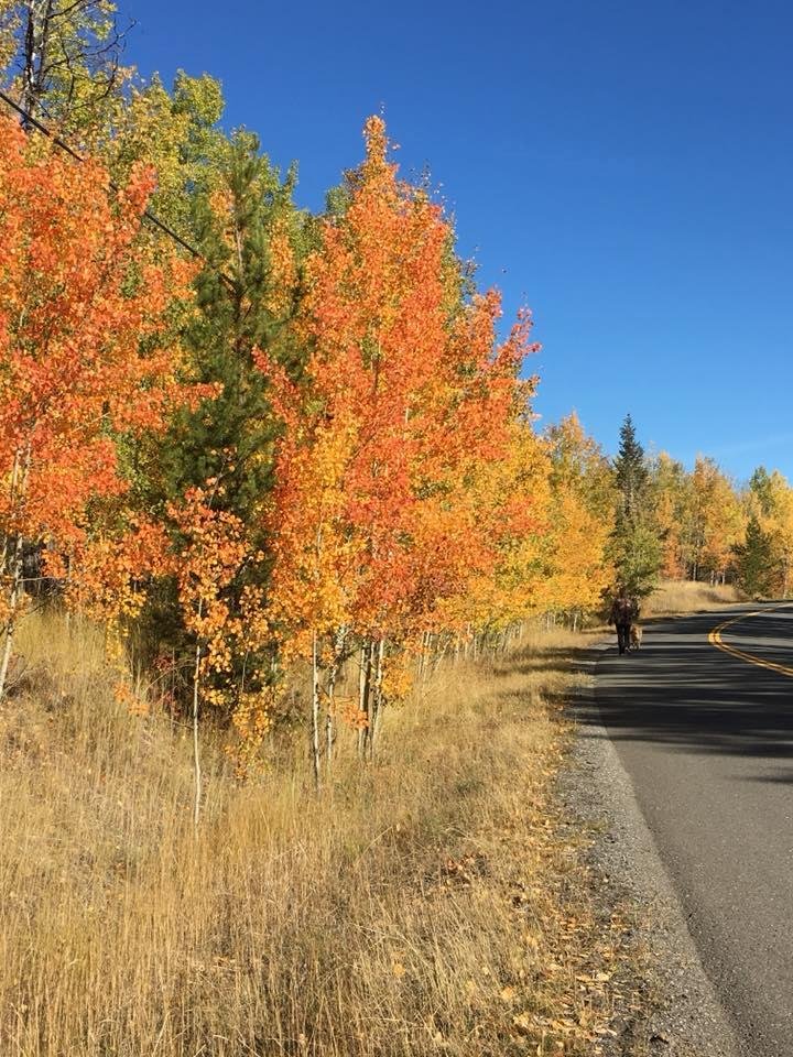 Cathy Dungate's album, Mobile Uploads