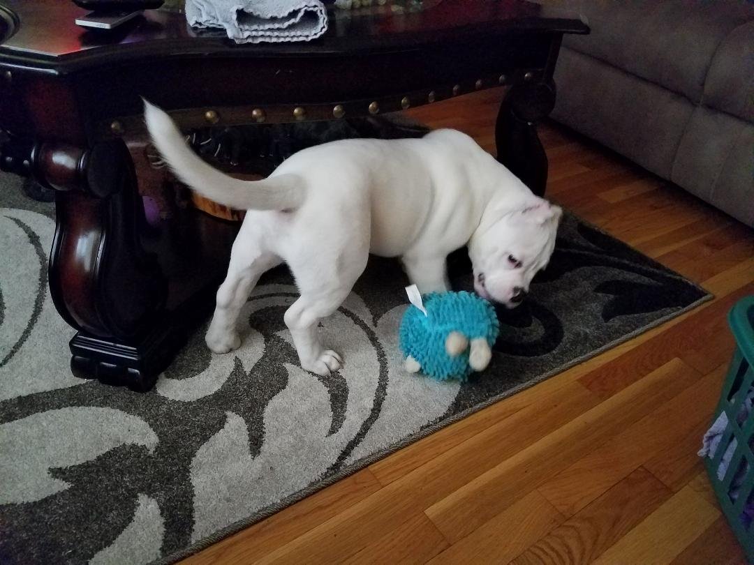 Kash is getting huge weighs 28 lbs now 3 months old I'm very proud of my big boy LOL