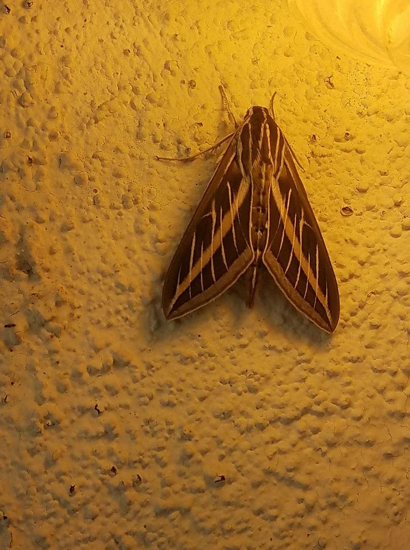 On my back porch this morning. Beautiful.