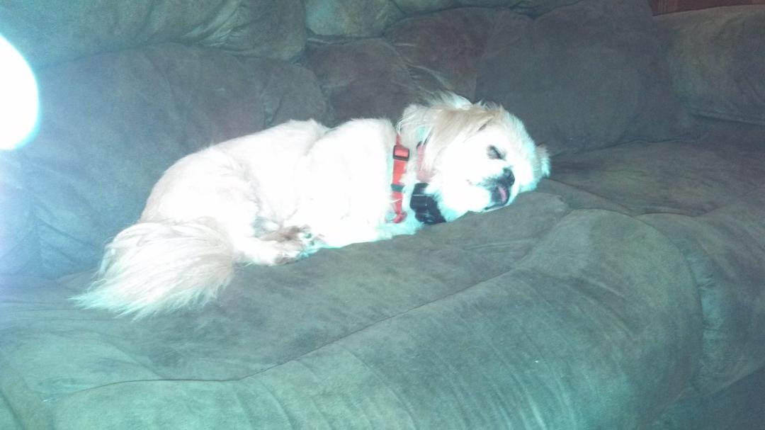 Samie, has a rough like as a Dog!!!!  :-) Spoiled rotten!