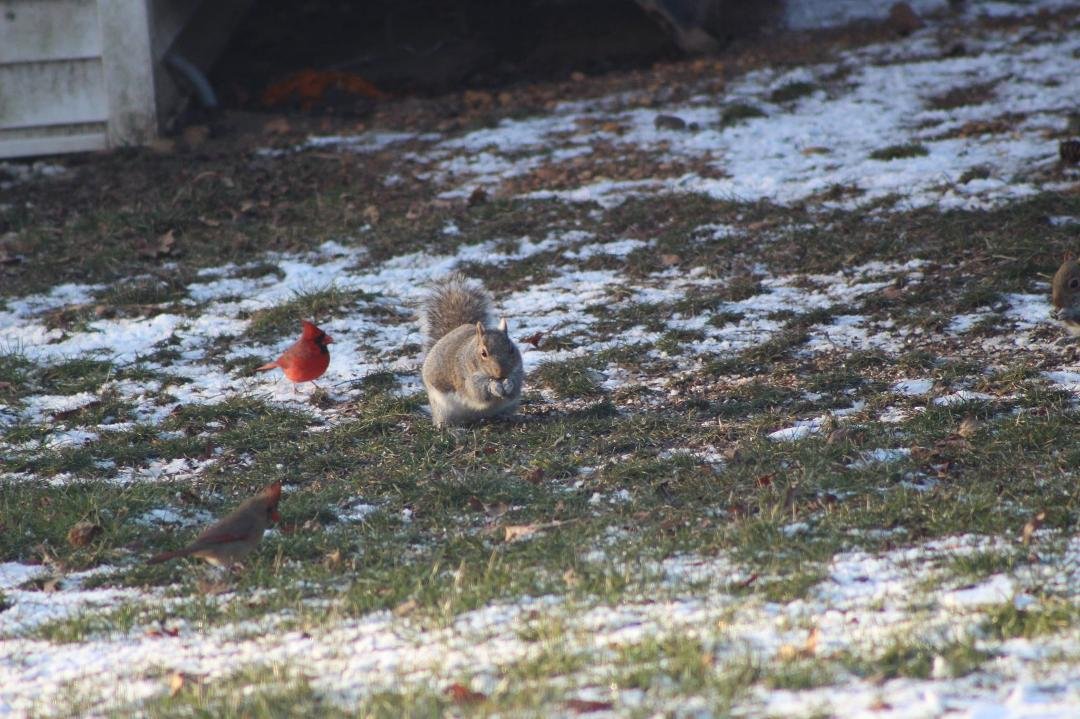 Hey pal the seed is for us birds not for your chubby butt!