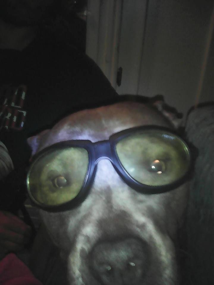 Our fat boy Zues the moose with goggles on.