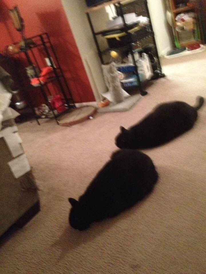Pitch and Frank actually laying close to each other!