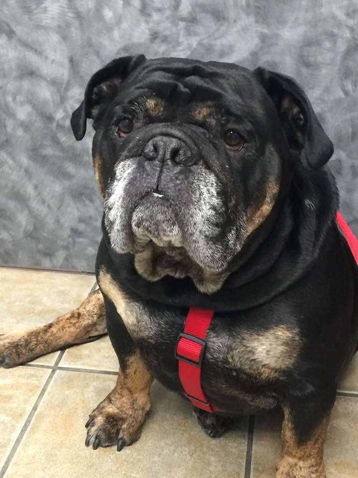 Ok.... so this big sweetie came in with a sore leg(too much skiing...lol) and stole my ❤️