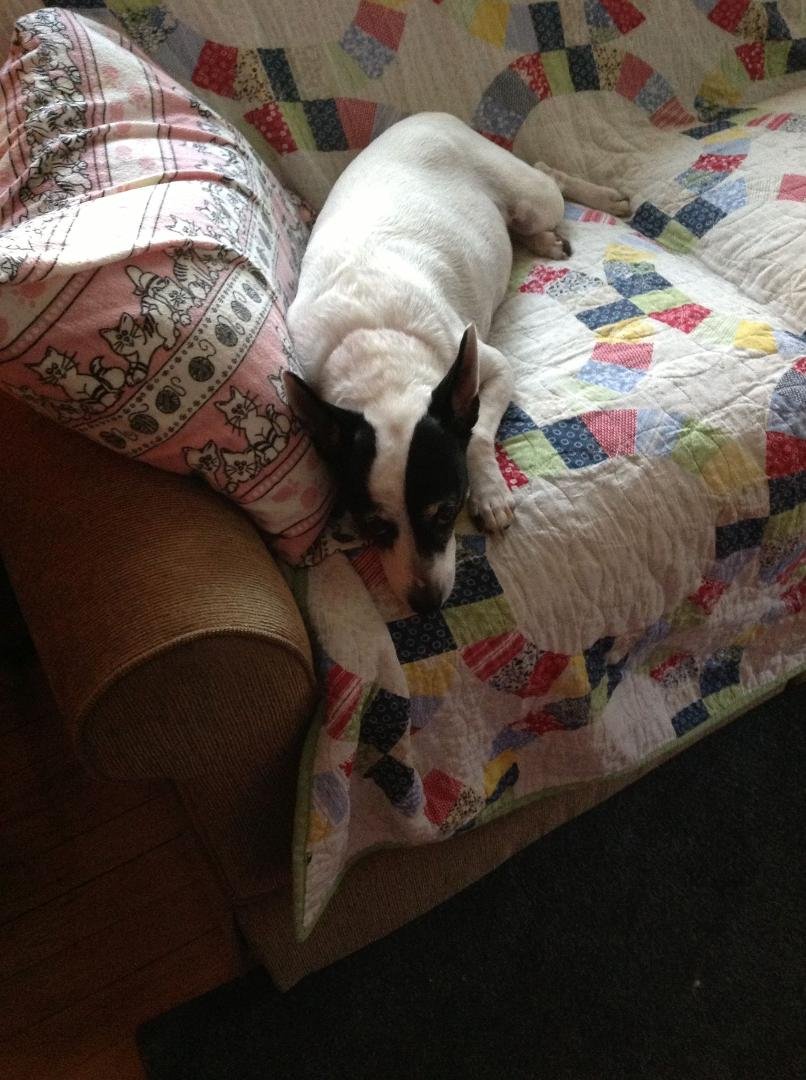 A very special dog