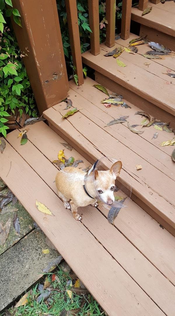 Frieda had several procedures at the Vet yesterday including spaying and lots of dental work.  She has been a good patient but doesn't like the collar.  I have been holding her to prevent her from licking the incisions. She