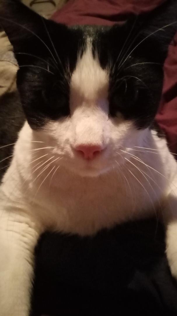 Sammy (Sam Sam) one of my babies. 😻