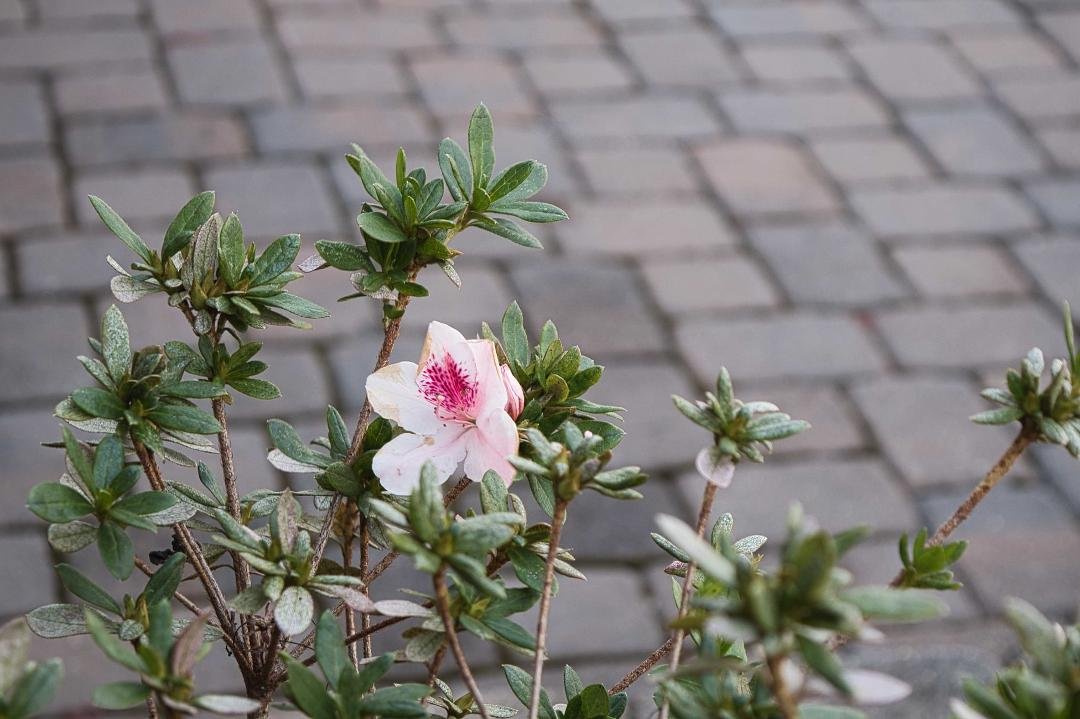 As surprise blooming lifted all of our hearts. Can Spring be far behind? Uh-uh!