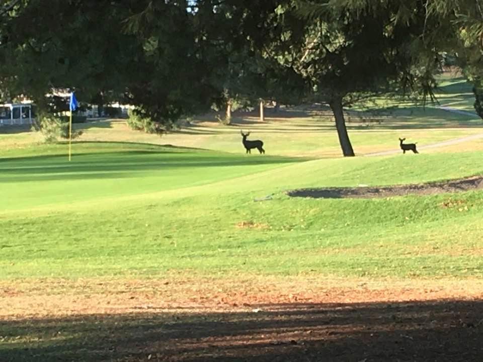 A few deer decided to visit us on the golf course!