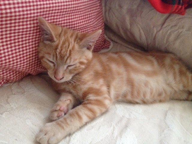 I need your help in finding a new home for my two beautiful orange fur boys! My doc says they have to go…it’s breaking my heart but I know he’s right. They were each rescued and are about 4 months apart in age. Simba came f