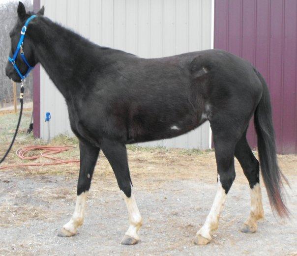 This was taken in January 2009 right after Mark and I got Sally for him. She is black with white spots on her belly.