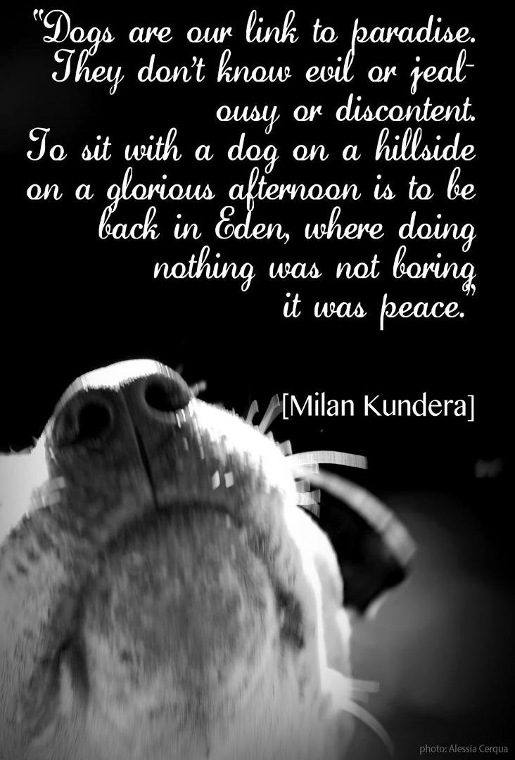 Why wait until you die to get to paradise when a dog can give you a glimpse of paradise now?