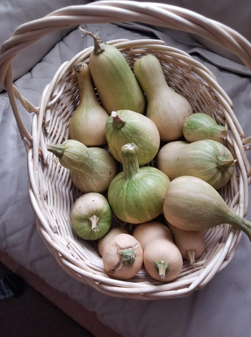 Morning squash.