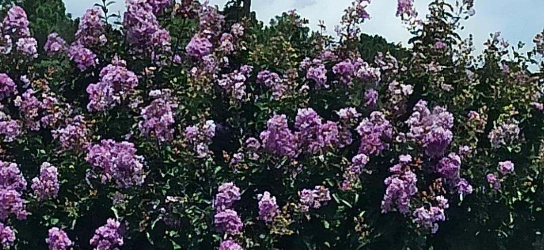Doesn't this lilac crepe Myrtle remind you of Popsicles? Today 100* in Georgia!