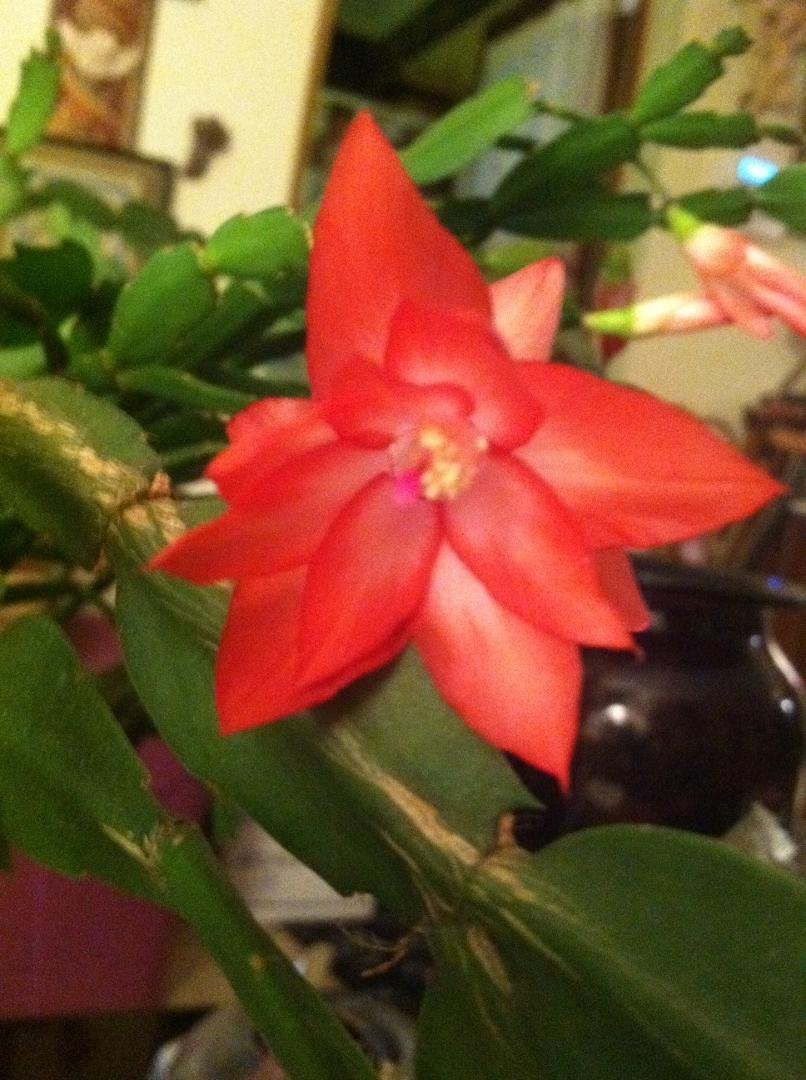 Perry Skates' album, Timeline Photos