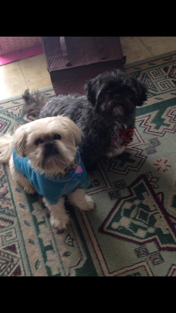 Our boys waiting for a treat.