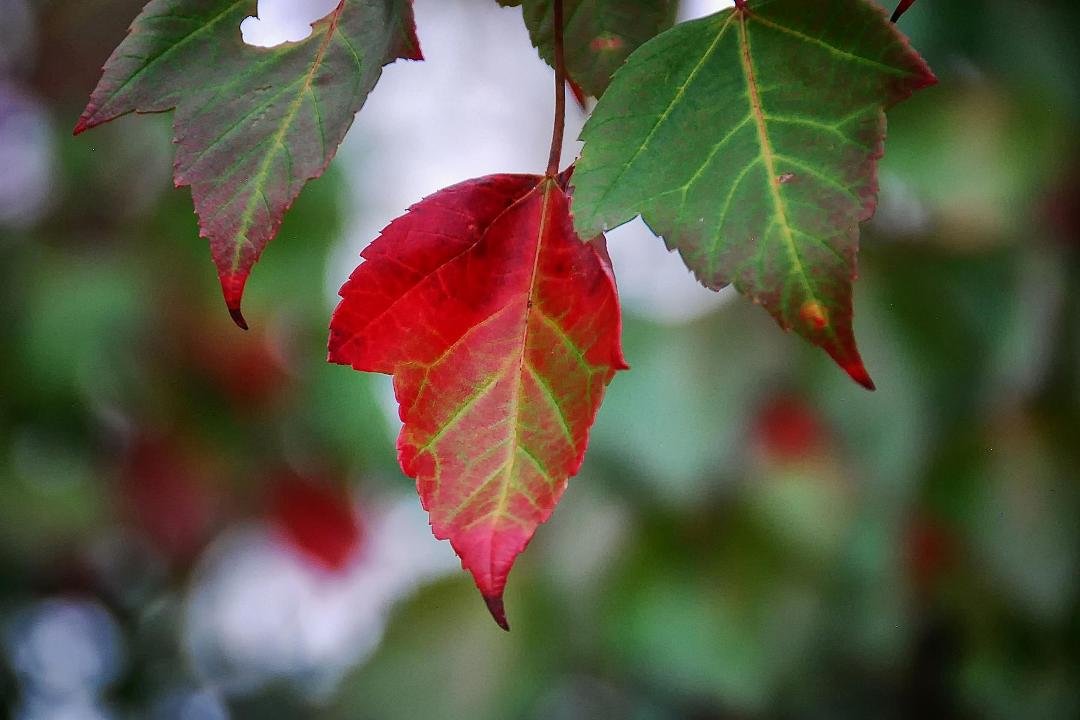 A little Fall color from our trip to Lake Junaluska, NC!