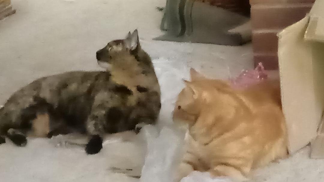 Kitties playing nice.