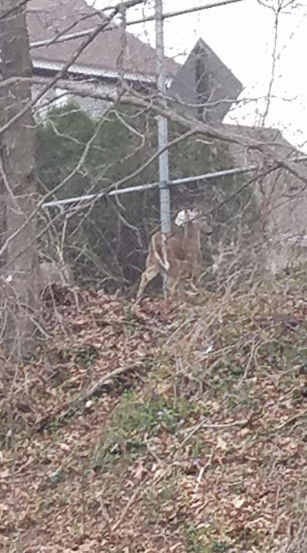 Saw this little deer honked off the tracks just now. Wish I could pet this beauty.