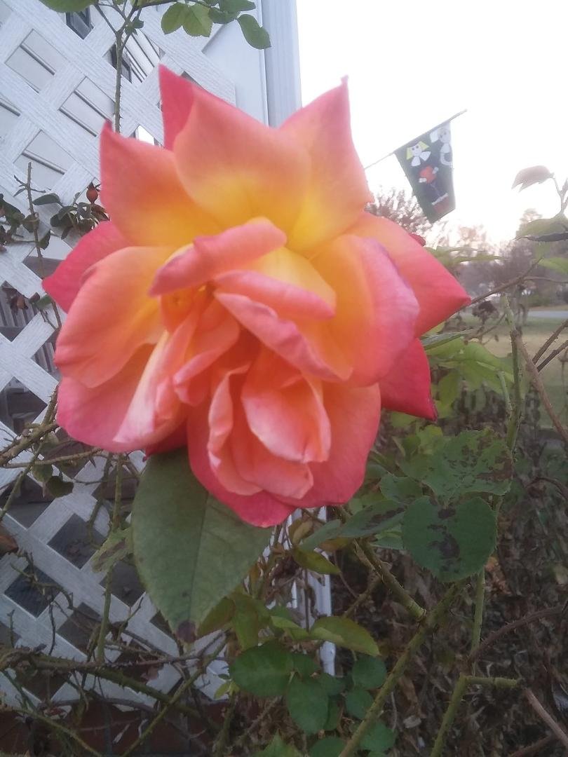 Last Rose of Summer.
