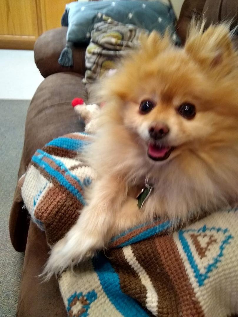 I’m asking those who love animals to post a picture of one. Just ONE pic. No description. The goal is to flood Facebook with animal photos instead of negativity! Please copy the text, put a picture, and let’s look at these