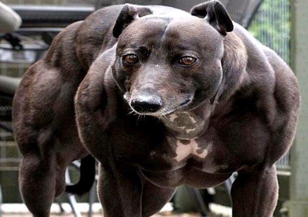 Genetic defect,dog born with two of every muscle.true story.