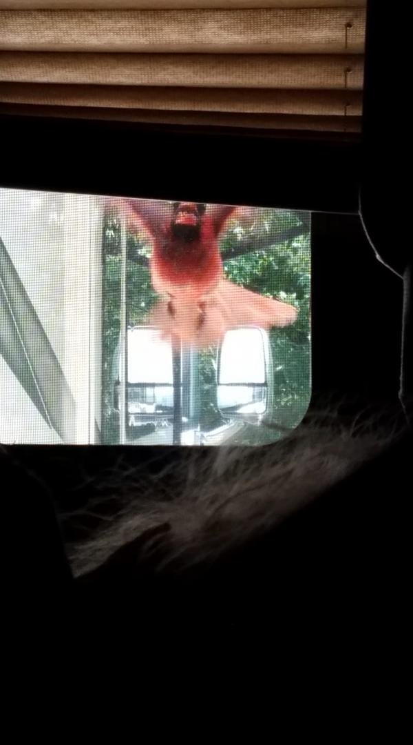 As pretty as he is, I sure didn't miss him hitting the window to wake us up this morning.