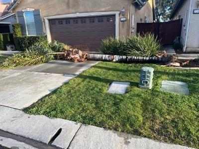 After the snow damage, neighbors palm tree fell across my driveway