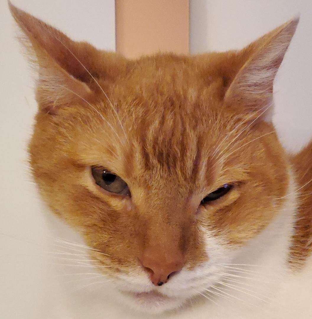 Pirate Richie says, "Arrrrrgh" while listening semi-intently to the Senate impeachment proceedings. (At the risk of seeming to pet shame, he is not a convincing brigand.)