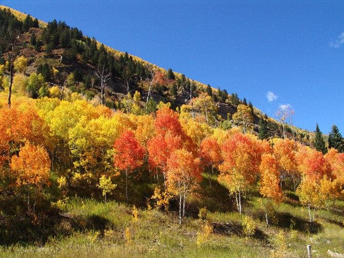 Fall Color McClure Pass, Colorado