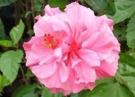 The intention is to fill up Facebook with flowers to break the saturation of negative images and videos on your timeline, If you like this post I will give you a flower to post on your timeline.