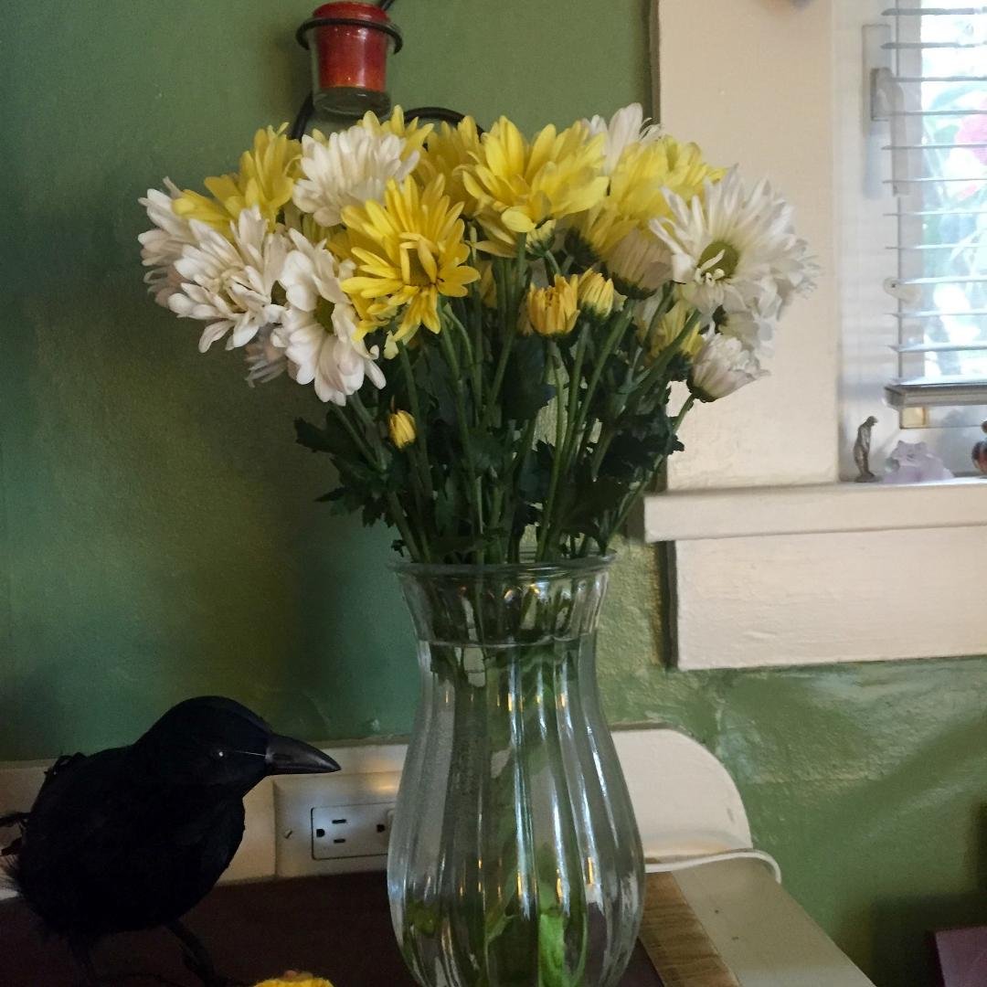 Thank you my lovely grand kids and great grands. I love daisies and I love you.😍