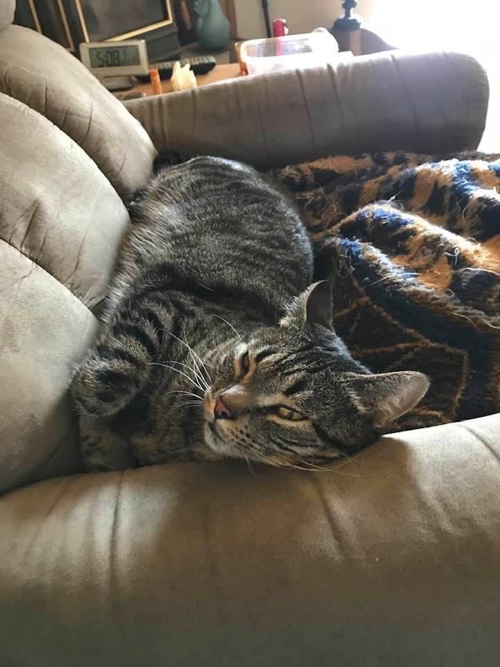 Look who stole my chair and blanket!