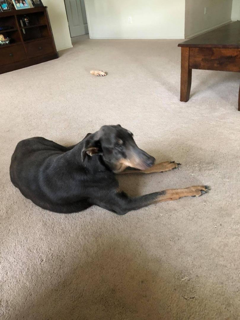 RIP Zeus my Loyal Companion, I love you!