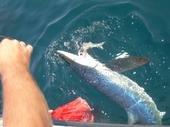 7 1/2' Blue shark, on fathers day