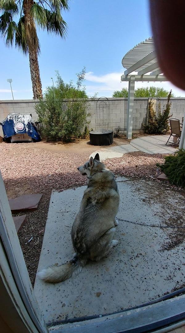 Nothing like a Siberian husky enjoying the desert heat. We go thru this almost everyday. Only today it wasn't hard to get him back in the house. Maybe because he knows I'm not working today. On work days its a real effo
