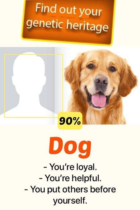 a BIRD DOG