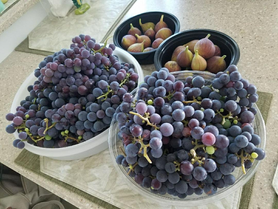 Our harvest of today - figs and grapes. Not shown, our tomatoes.
