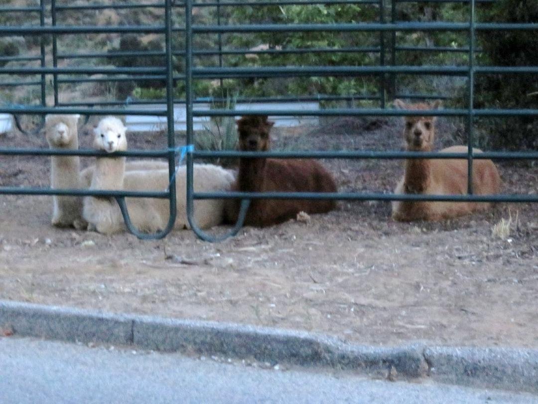 My new neighbors.