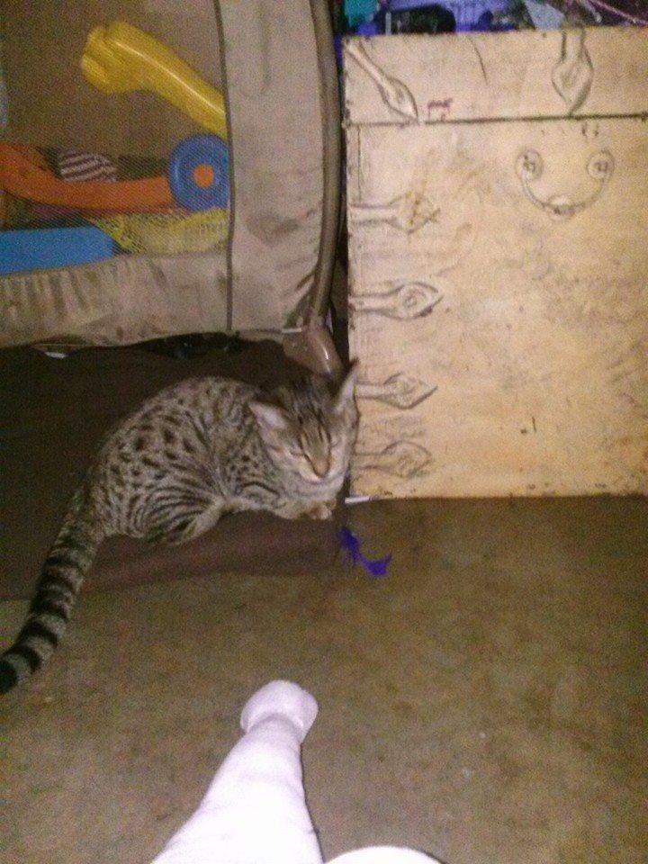 Kay's new kitty, Ariel!