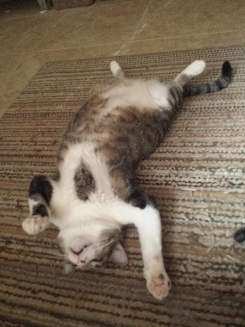 This guy loves to sleep on his back . . . Weighs 20lbs