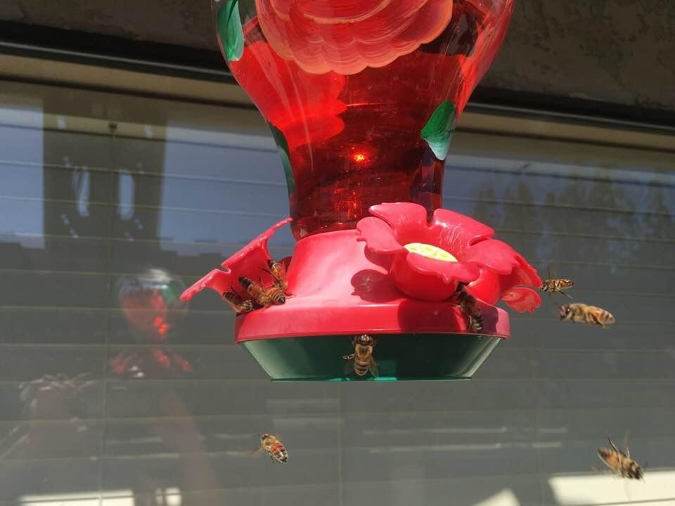 Bees have taken over the hummingbird feeder