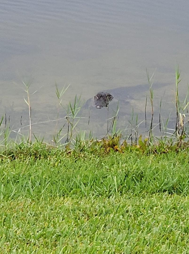 Out my back door.... Welcome to Florida