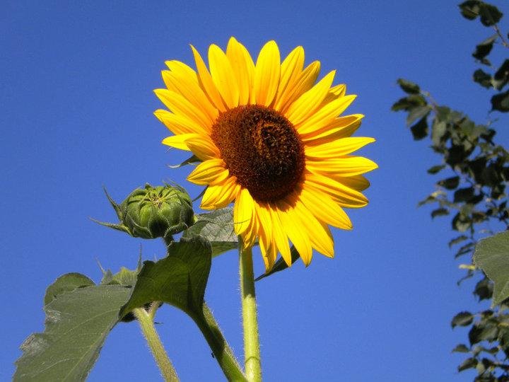 Love sunflowers....and what a beautiful blue sky.