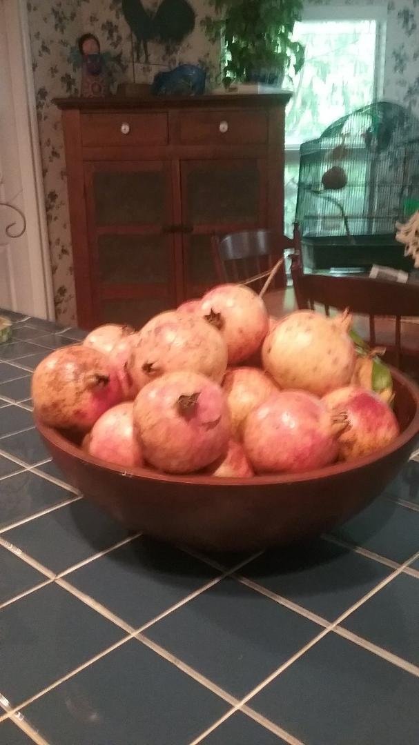 These pomegranates were picked up around my tree today. There are still many on the tree ,I hope they turn out to be good.