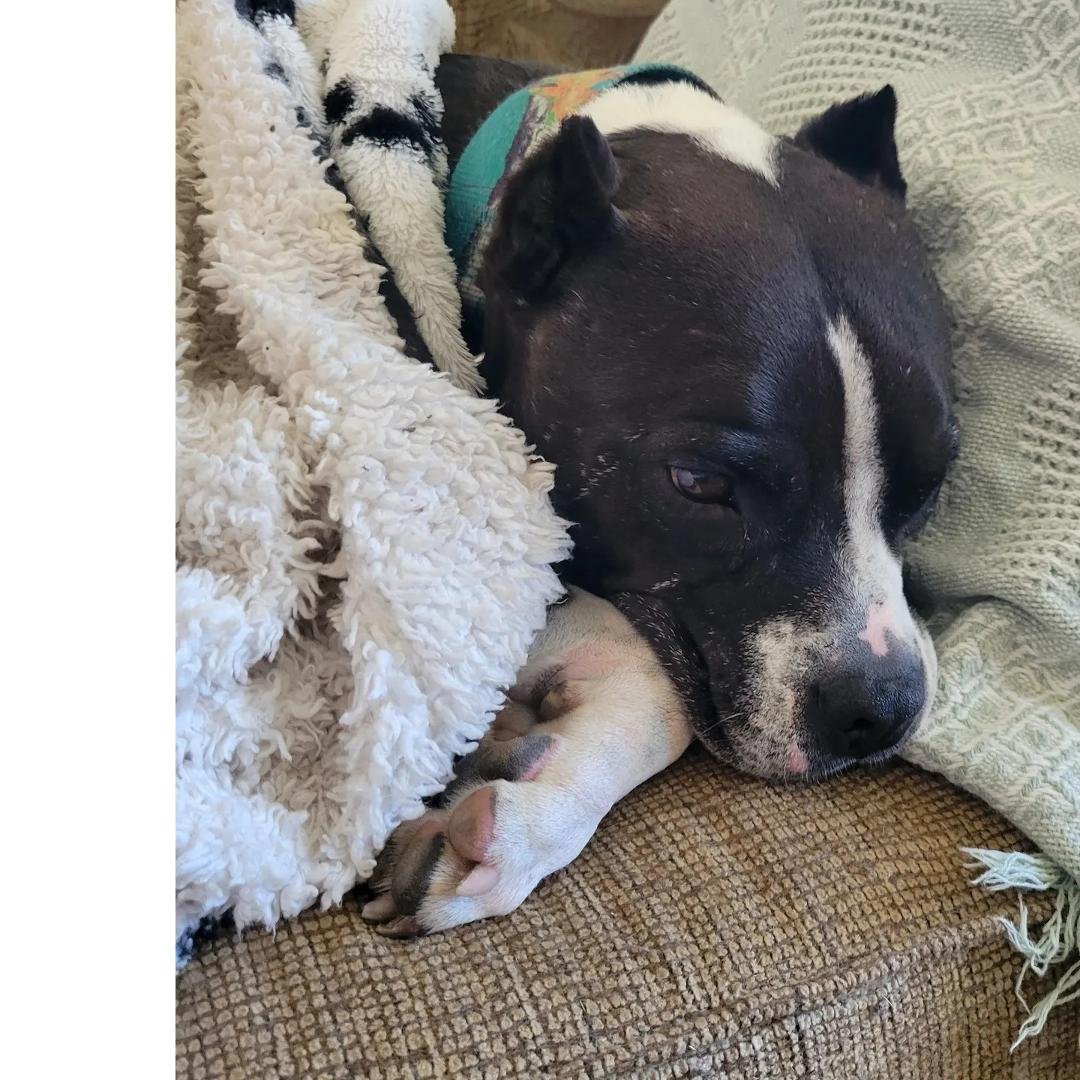 Well this happened someone snuggled in 😁 #pittylife #pitbulllife #pitbullmom #pitbulllove #pitty